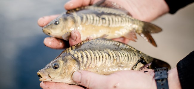 Besatzfische kaufen vom Fischzüchter Fischzucht Beauty Carps