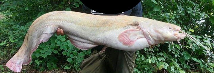 beauty-carps-wiederfaenge_karpfenzucht_007