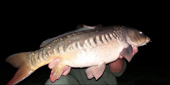 beauty-carps-wiederfaenge_karpfenzucht_008