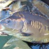 beauty_carps_zeilkarpfen_besondere_karpfen_007