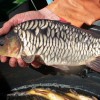 beauty_carps_zeilkarpfen_besondere_karpfen_008