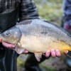 beauty_carps_zeilkarpfen_besondere_karpfen_015