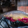 beauty_carps_zeilkarpfen_besondere_karpfen_017