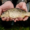 beauty_carps_zeilkarpfen_besondere_karpfen_018