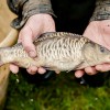 beauty_carps_zeilkarpfen_besondere_karpfen_020