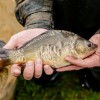 beauty_carps_zeilkarpfen_besondere_karpfen_021