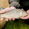 beauty_carps_zeilkarpfen_besondere_karpfen_022