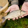 beauty_carps_zeilkarpfen_besondere_karpfen_024