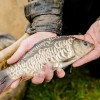 beauty_carps_zeilkarpfen_besondere_karpfen_025