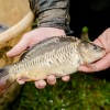 beauty_carps_zeilkarpfen_besondere_karpfen_026