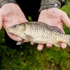 beauty_carps_zeilkarpfen_besondere_karpfen_027