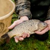 beauty_carps_zeilkarpfen_besondere_karpfen_028