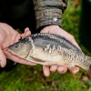 beauty_carps_zeilkarpfen_besondere_karpfen_029