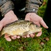 beauty_carps_zeilkarpfen_besondere_karpfen_030