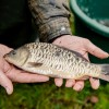 beauty_carps_zeilkarpfen_besondere_karpfen_032