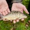 beauty_carps_zeilkarpfen_besondere_karpfen_033