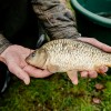 beauty_carps_zeilkarpfen_besondere_karpfen_034