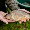 beauty_carps_zeilkarpfen_besondere_karpfen_035