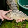 beauty_carps_zeilkarpfen_besondere_karpfen_036