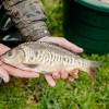 beauty_carps_zeilkarpfen_besondere_karpfen_038