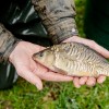 beauty_carps_zeilkarpfen_besondere_karpfen_040