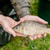 beauty_carps_zeilkarpfen_besondere_karpfen_041