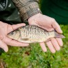 beauty_carps_zeilkarpfen_besondere_karpfen_042