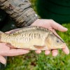 beauty_carps_zeilkarpfen_besondere_karpfen_043