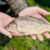 beauty_carps_zeilkarpfen_besondere_karpfen_044