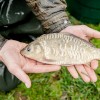 beauty_carps_zeilkarpfen_besondere_karpfen_045