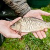 beauty_carps_zeilkarpfen_besondere_karpfen_046