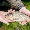 beauty_carps_zeilkarpfen_besondere_karpfen_047