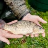 beauty_carps_zeilkarpfen_besondere_karpfen_048