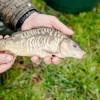 beauty_carps_zeilkarpfen_besondere_karpfen_049