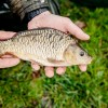 beauty_carps_zeilkarpfen_besondere_karpfen_050