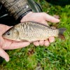 beauty_carps_zeilkarpfen_besondere_karpfen_051