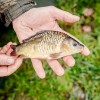 beauty_carps_zeilkarpfen_besondere_karpfen_052