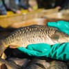 fisch_zucht_beauty-carps_karpfen_005