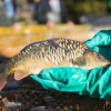 fisch_zucht_beauty-carps_karpfen_008