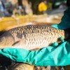 fisch_zucht_beauty-carps_karpfen_022