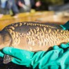 fisch_zucht_beauty-carps_karpfen_028