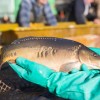 fisch_zucht_beauty-carps_karpfen_038