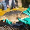 fisch_zucht_beauty-carps_karpfen_042