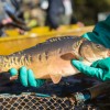 fisch_zucht_beauty-carps_karpfen_060