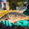 fisch_zucht_beauty-carps_karpfen_068