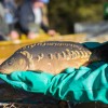 fisch_zucht_beauty-carps_karpfen_084