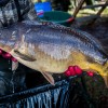 laichkarpfen_karpfenzucht_fischzucht_verkauf_004