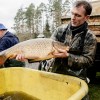 laichkarpfen_karpfenzucht_fischzucht_verkauf_012