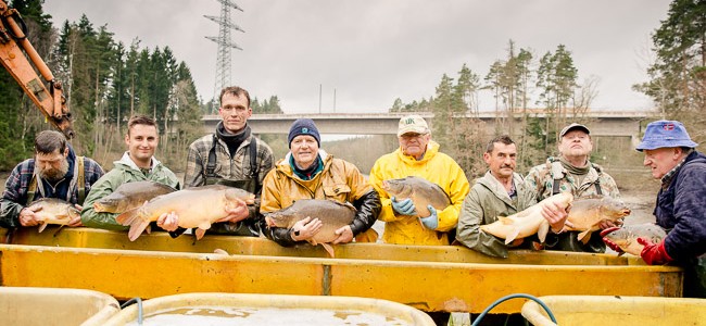 laichkarpfen_karfenzucht_besatzfische