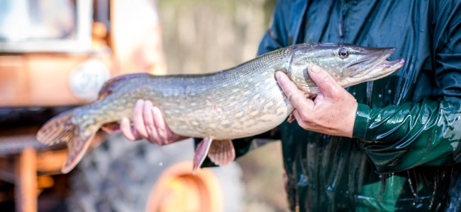 zander besatzfische